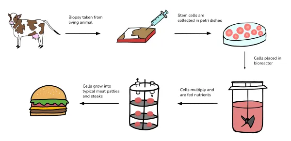 Oklahoma Senate committee advances bill to prohibit manufacturing and sales of cultivated, lab-grown meat statewide