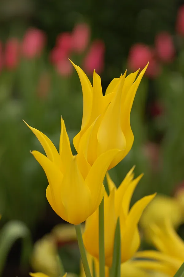 Tulip Festival Blooms and Immersive Art Exhibits Highlight This Monday in Oklahoma City