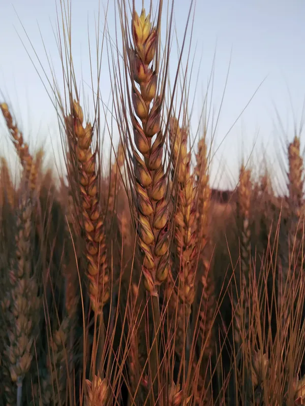 Oklahoma lawmakers advance bills adding four insect designations and wheat as an official state symbol